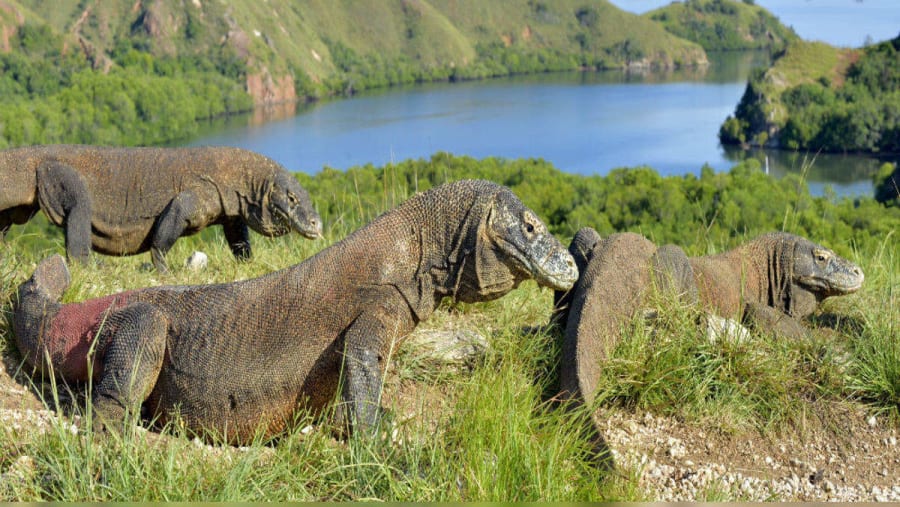 See Komodos on Komodo Island, Indonesia
