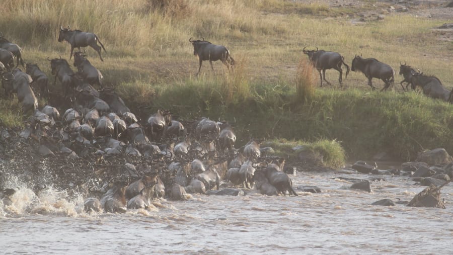 Wildebeest Migration at Masai Mara National Park