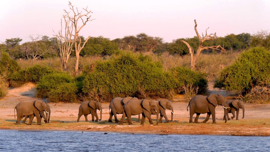 A herd of elephants