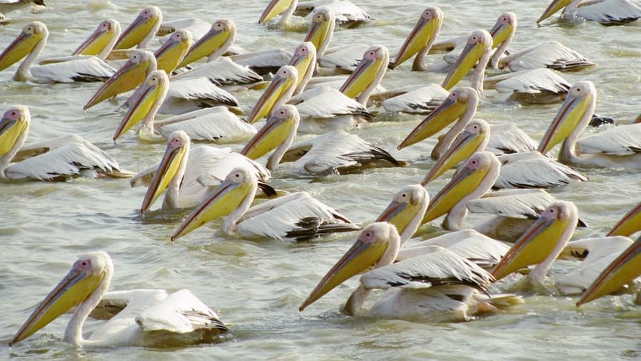 Djoudj Bird Sanctuary