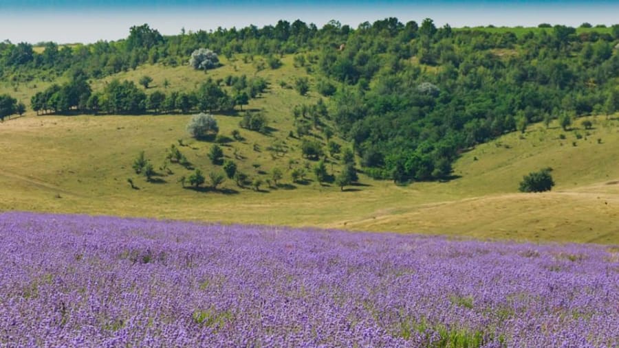 The Lavender fields