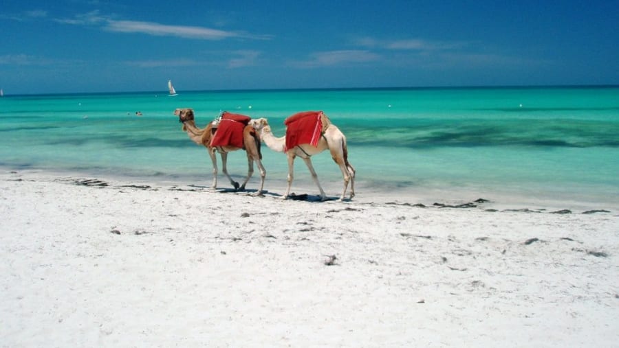 Camels