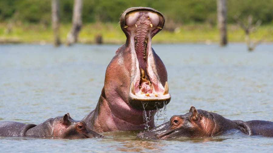 Tanzania Safari Package
