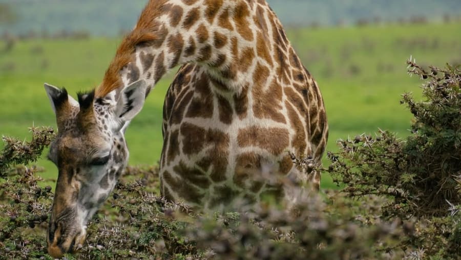 Spot towering giraffes