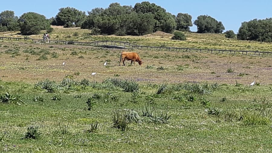 Dehesa de Abajo green landscape
