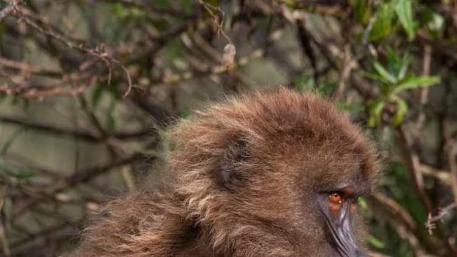 Gelada Baboon