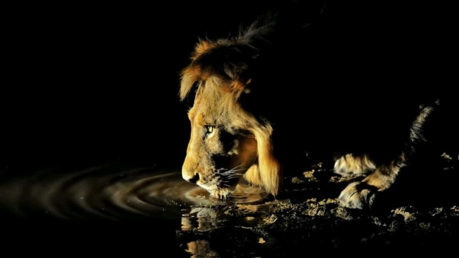 Witness the wildlife
