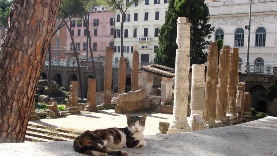 Colosseum Largo Argentina Cat Sanctuary Torre Argentina Roman Cat