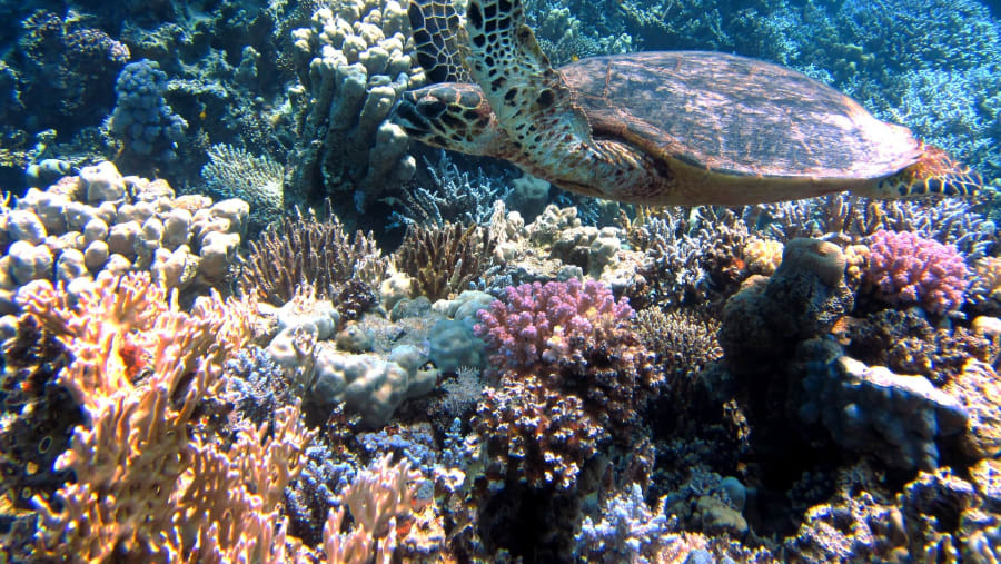 Explore the underwater life at Ras Mohammad National Park