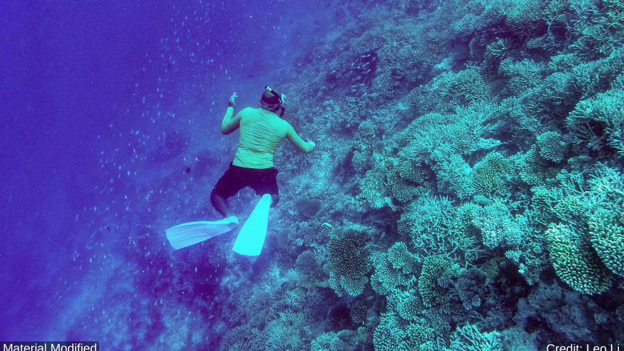 Travellers snorkeling