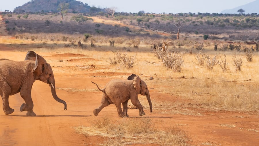 Spot Wildlife