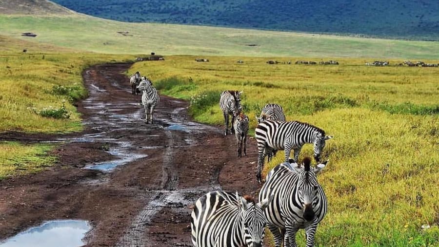 Zebras at sight!