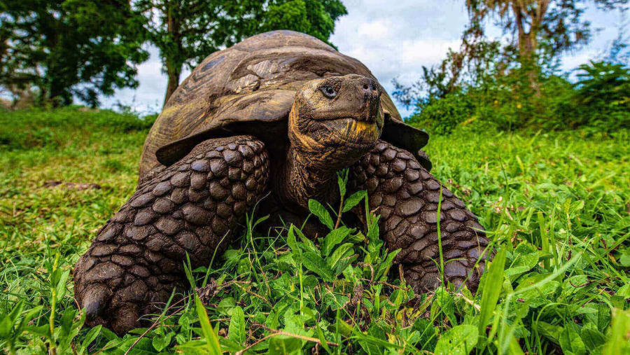 Galapagos Giant Tortoise