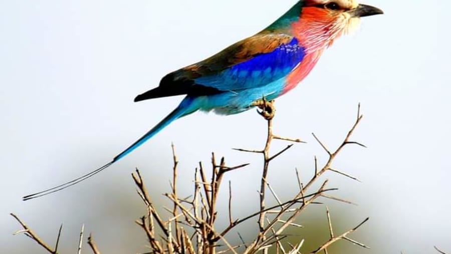 Lilac-breasted Roller Bird