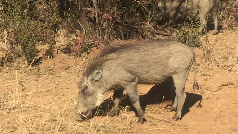 Warthog at the watering hole