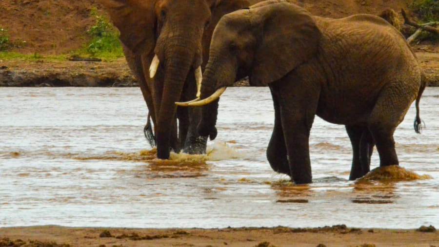 Elephants