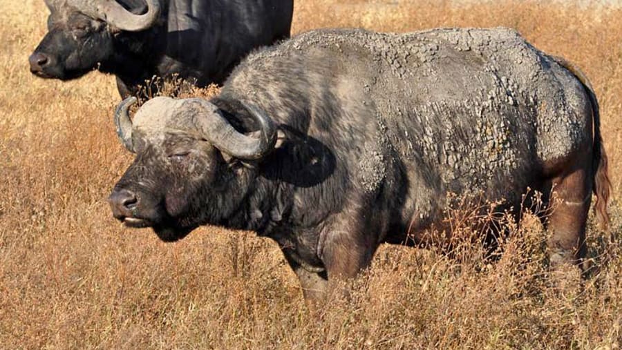 Buffaloes at Serengeti National Park