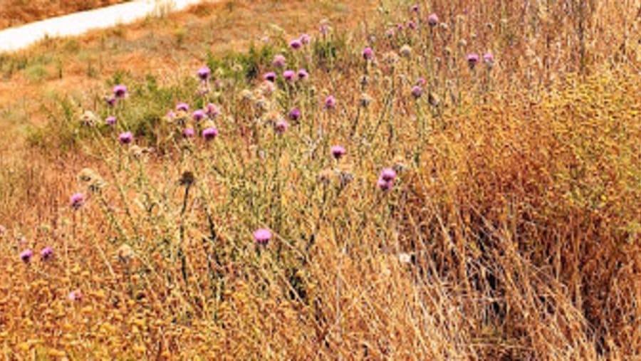 Famagusta Walls
