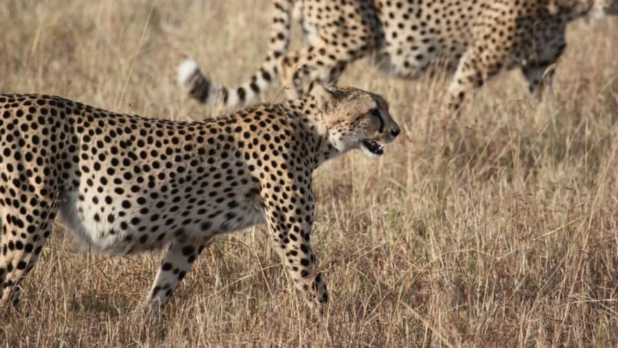Cheetah in the Wild