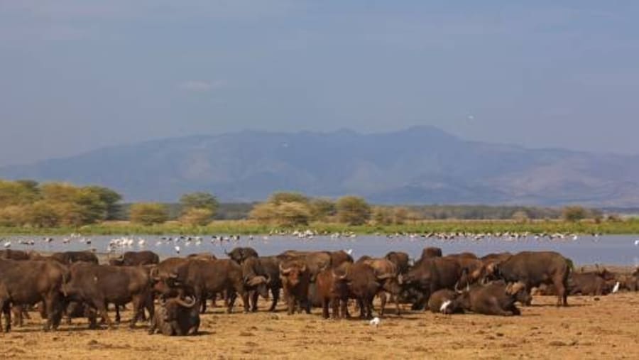 African bush elephant