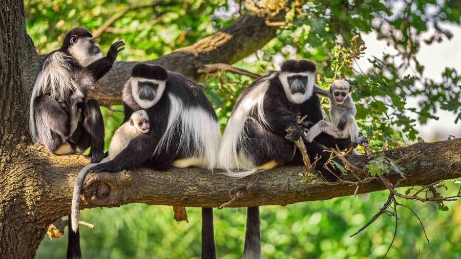 Witness the native wildlife of Africa