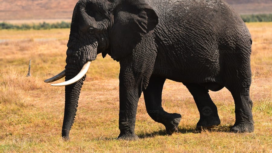 elephant roaming freely