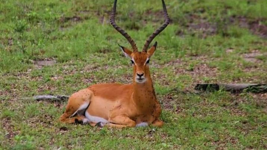 Impala