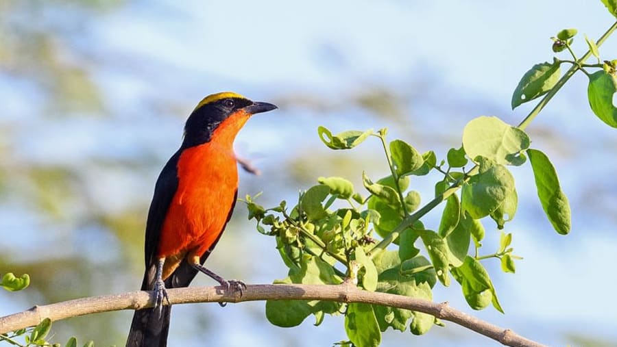 unique birds
