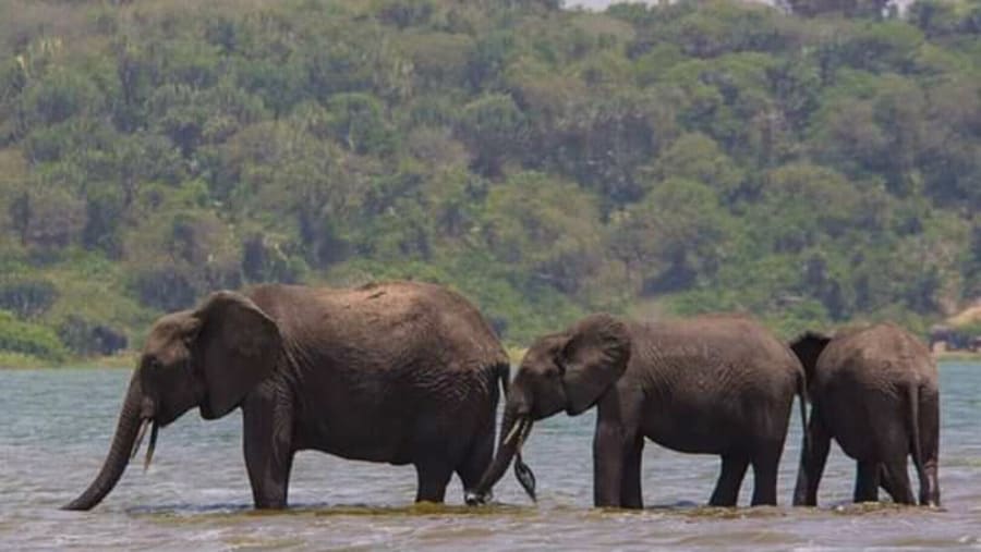 Elephants in Amboseli