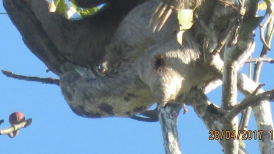 Three toe sloth