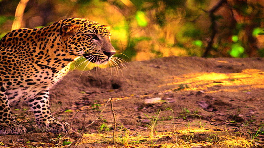 Leopard spotting at Yala National Park