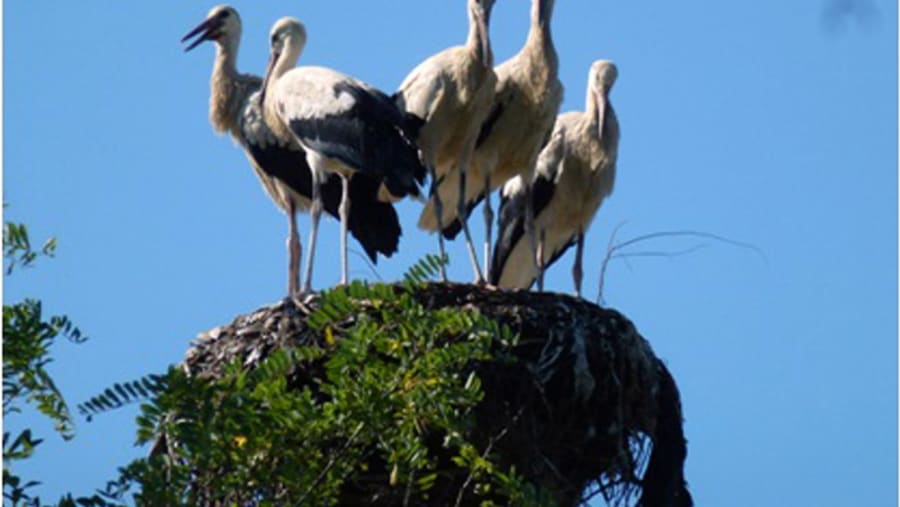 Storks