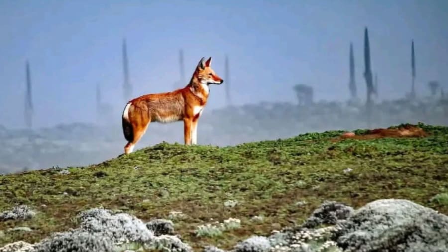 Ethiopian wolf