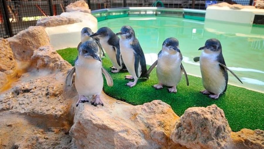 Penguin Island