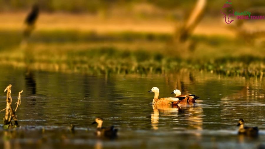 Bharatpur Bird Sanctuary.