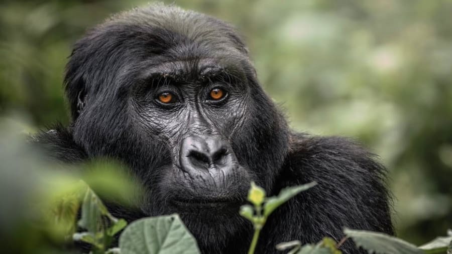 Gorilla