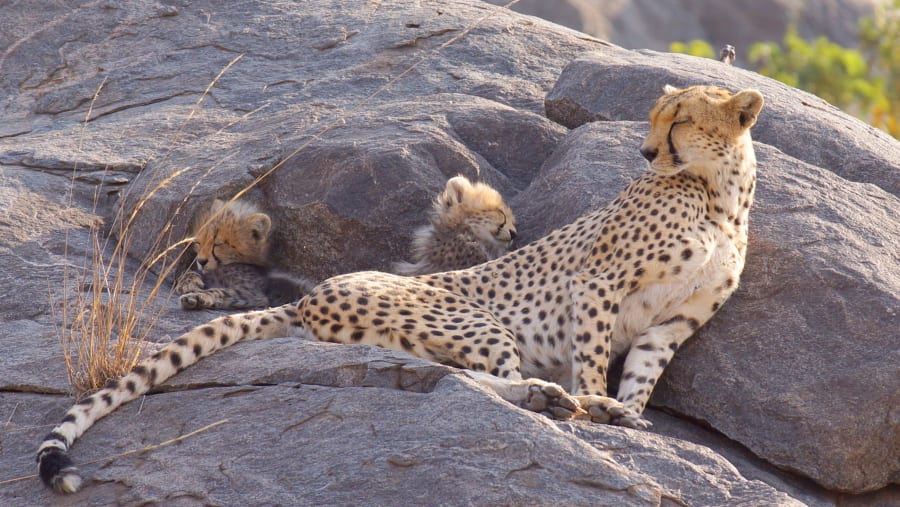 Witness the African wildlife