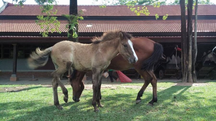 Horse Riding