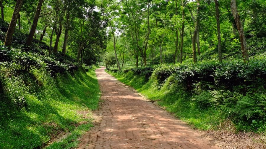 Tea Gardens in Sreemangal