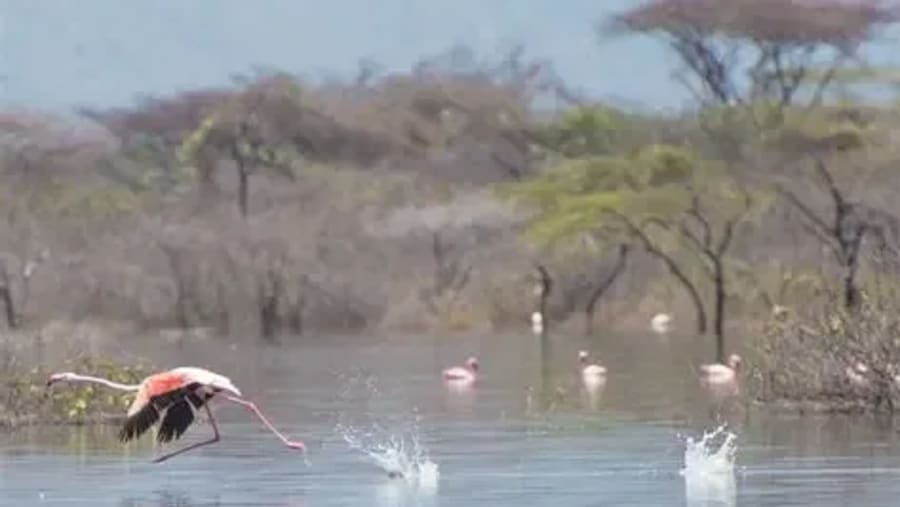 Flamingos