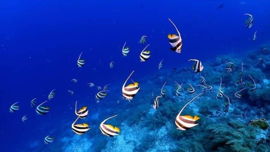 Marine Life