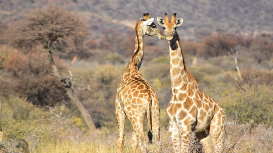 Giraffes
