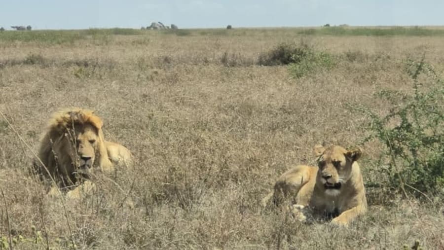 Lions