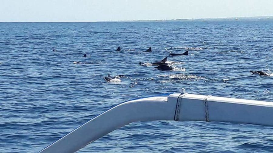 Dolphin sightings at Lovina Beach, Bali
