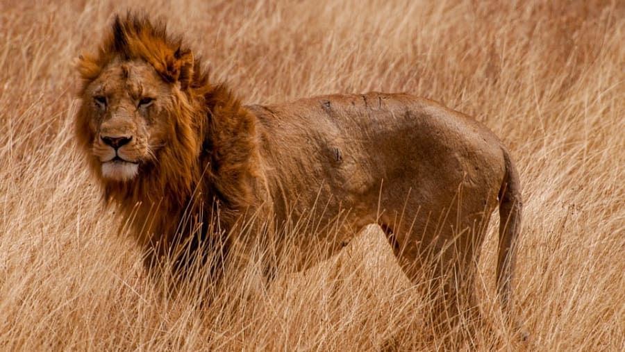 Lion spotted at Serengeti Plains