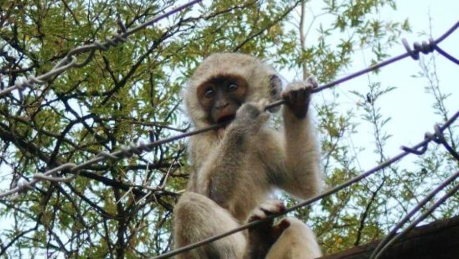 monkey
