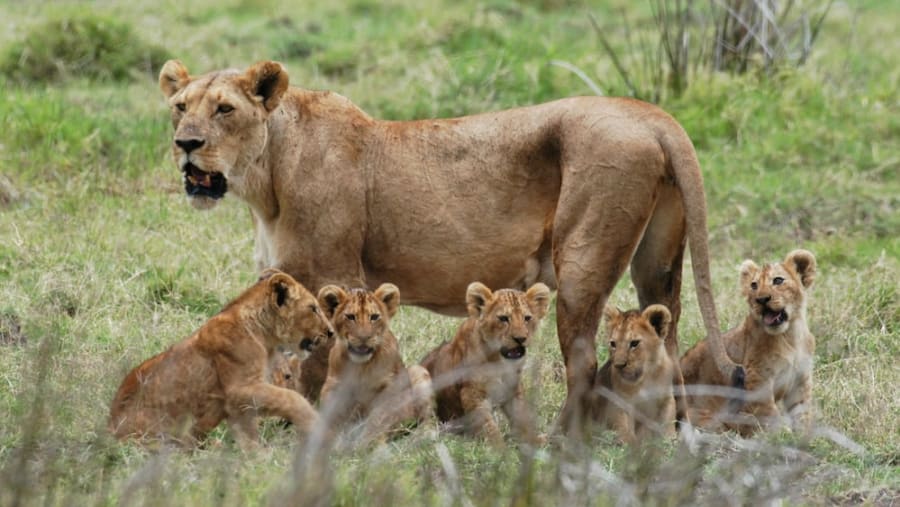 Witness the African wildlife