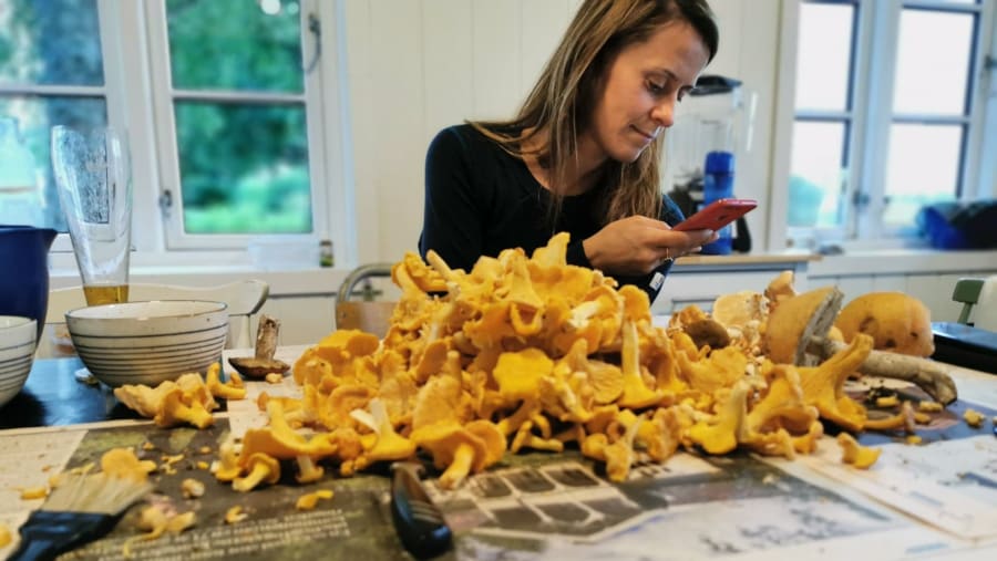 Wild Mushrooms