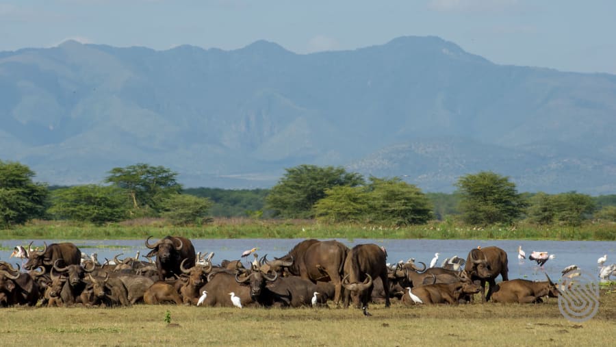 Tanzania Safari