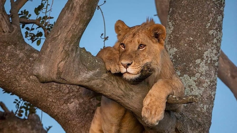 Lion at Tarangire National Park